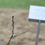 Sadzenie dębu przez Bogdana Wentę, prezydenta Kielc w Ogrodzie Botanicznym / Marzena Mąkosa / Radio Kielce