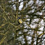 Sikorka bogatka (Parus major) / Marzena Mąkosa / Radio Kielce