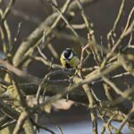 Sikorka bogatka (Parus major) / Marzena Mąkosa / Radio Kielce