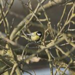 Sikorka bogatka (Parus major) / Marzena Mąkosa / Radio Kielce