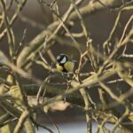 Sikorka bogatka (Parus major) / Marzena Mąkosa / Radio Kielce