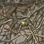 Sikorka modraszka (Cyanistes caeruleus) / Marzena Mąkosa / Radio Kielce