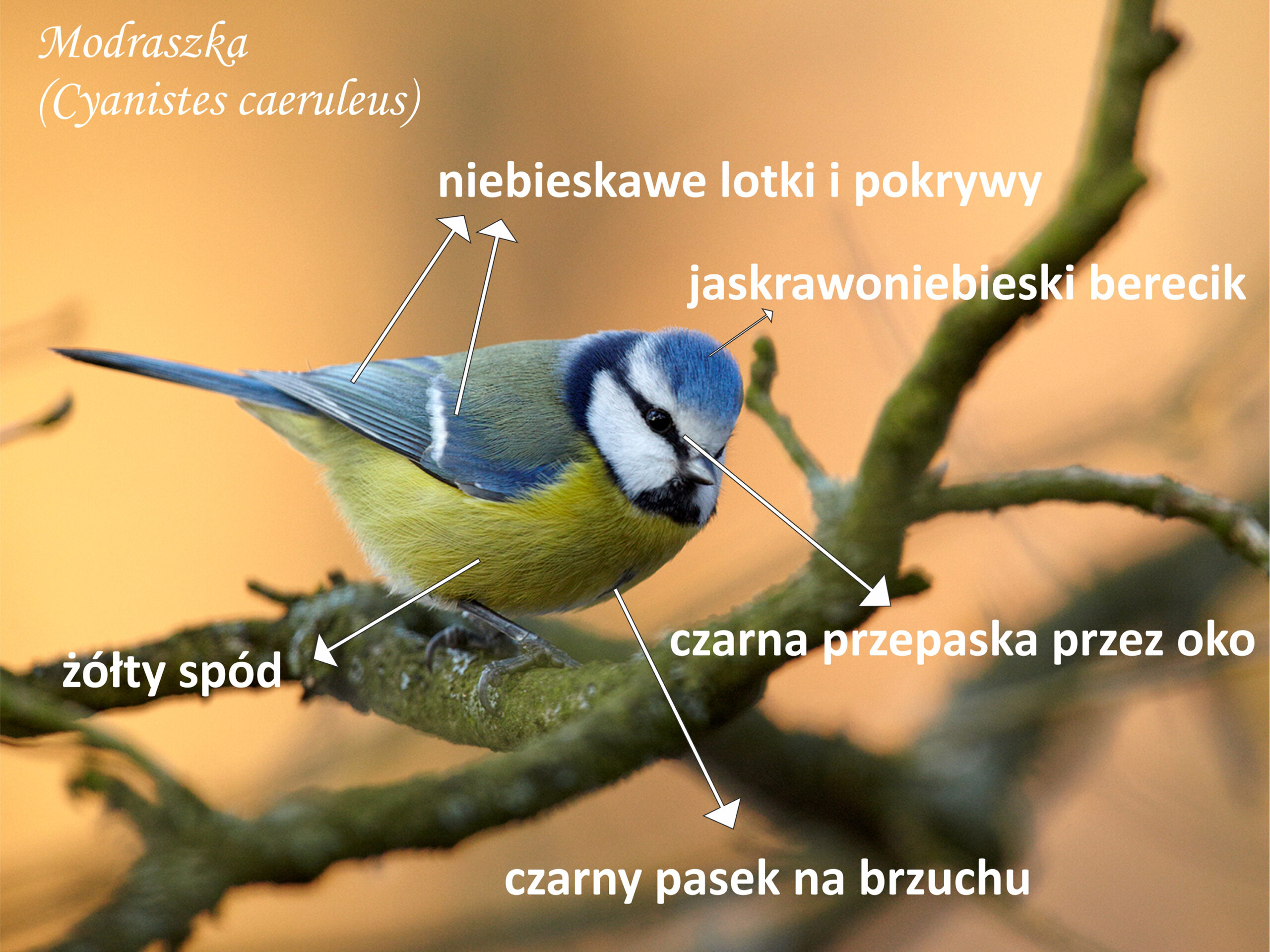 Sikorka modraszka (Cyanistes caeruleus) / Antoni Kasprzak / Regionalna Dyrekcja Lasów Państwowych w Poznaniu
