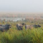 Indie Północno-Wschodnie / Danuta Rasała i Sławomir Skowron