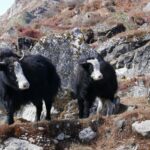 Indie Północno-Wschodnie / Danuta Rasała i Sławomir Skowron