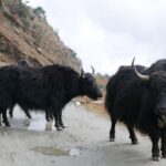 Indie Północno-Wschodnie / Danuta Rasała i Sławomir Skowron