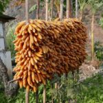 Indie Północno-Wschodnie / Danuta Rasała i Sławomir Skowron