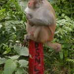 Indie Północno-Wschodnie / Danuta Rasała i Sławomir Skowron