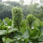 Indie Północno-Wschodnie / Danuta Rasała i Sławomir Skowron