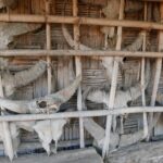 Indie Północno-Wschodnie / Danuta Rasała i Sławomir Skowron