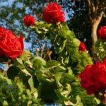 Indie Północno-Wschodnie / Danuta Rasała i Sławomir Skowron