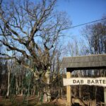 Zagnańsk. 14.01.2020. Dąb Bartek / Wiktor Taszłow / Radio Kielce