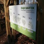 Zagnańsk. 14.01.2020. Dąb Bartek / Wiktor Taszłow / Radio Kielce