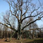 Zagnańsk. 14.01.2020. Dąb Bartek / Wiktor Taszłow / Radio Kielce