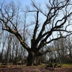 Zagnańsk. 14.01.2020. Dąb Bartek / Wiktor Taszłow / Radio Kielce