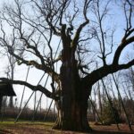 Zagnańsk. 14.01.2020. Dąb Bartek / Wiktor Taszłow / Radio Kielce