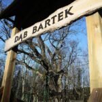 Zagnańsk. 14.01.2020. Dąb Bartek / Wiktor Taszłow / Radio Kielce