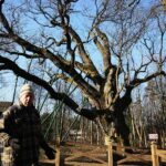 Zagnańsk. 14.01.2020. Dąb Bartek / Wiktor Taszłow / Radio Kielce