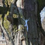 Zagnańsk. 14.01.2020. Dąb Bartek / Wiktor Taszłow / Radio Kielce