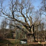 Zagnańsk. 14.01.2020. Dąb Bartek / Wiktor Taszłow / Radio Kielce