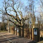 Zagnańsk. 14.01.2020. Dąb Bartek / Wiktor Taszłow / Radio Kielce