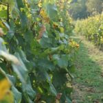 Muzyczne podróże. Czeskie skanseny / Stanisław Blinstrub / Radio Kielce