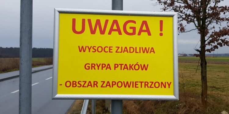 Grypa ptaków / A.Pospiszyl / Radio Opole