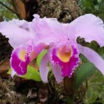 Muzyczne podróże. Kolumbia / Danuta Rasała i Sławomir Skowron