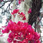 Muzyczne podróże. Kolumbia / Danuta Rasała i Sławomir Skowron