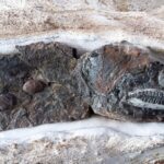 Muzyczne podróże. Kolumbia / Danuta Rasała i Sławomir Skowron