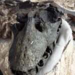 Muzyczne podróże. Kolumbia / Danuta Rasała i Sławomir Skowron