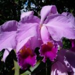 Muzyczne podróże. Kolumbia / Danuta Rasała i Sławomir Skowron