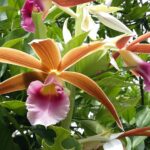 Muzyczne podróże. Kolumbia / Danuta Rasała i Sławomir Skowron