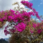 Muzyczne podróże. Kolumbia / Danuta Rasała i Sławomir Skowron