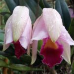 Muzyczne podróże. Kolumbia / Danuta Rasała i Sławomir Skowron