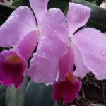 Muzyczne podróże. Kolumbia / Danuta Rasała i Sławomir Skowron