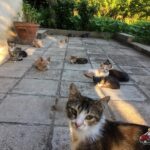 Busem na Bałkany / Katarzyna Kosowska i Wojciech Grabowski