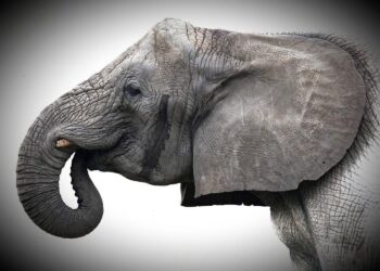 Facebook / Warszawskie ZOO
