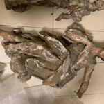 13.03.2020. Tokarnia. Park Etnograficzny. Kościół z Rogowa / Mariusz Łężniak