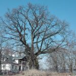 15.03.2020. Sandomierz. Dąb przy plebanii kościoła św. Pawła / Anita Łukawska