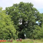 15.03.2020. Sandomierz. Dąb przy plebanii kościoła św. Pawła / Anita Łukawska