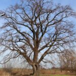 15.03.2020. Sandomierz. Dąb przy ul. Milberta / Anita Łukawska