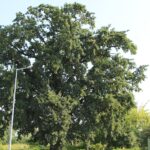 15.03.2020. Sandomierz. Dąb przy ul. Milberta / Anita Łukawska