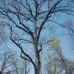 15.03.2020. Sandomierz. Dąb w Parku Saskim / Anita Łukawska