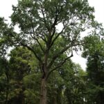 15.03.2020. Sandomierz. Dąb w Parku Saskim / Anita Łukawska