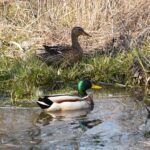 Kaczka krzyżówka / Fot. Magdalena Galas-Klusek - Radio Kielce