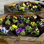 26.03.2020. Kielce. Bratki w klombach przy ul. Paderewskiego / Piotr Kwaśniewski / Radio Kielce