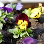 26.03.2020. Kielce. Bratki w klombach przy ul. Paderewskiego / Piotr Kwaśniewski / Radio Kielce