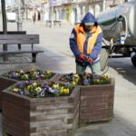 26.03.2020. Kielce. Bratki w klombach przy ul. Paderewskiego / Piotr Kwaśniewski / Radio Kielce