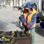 26.03.2020. Kielce. Bratki w klombach przy ul. Paderewskiego / Piotr Kwaśniewski / Radio Kielce